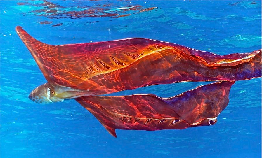 Sea World Meet the Blanket Octopus — Steemit
